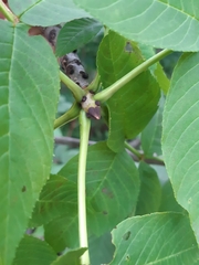 Fraxinus nigra image