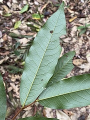 Meiogyne hirsuta