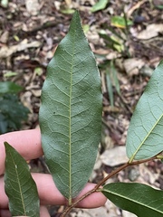 Meiogyne hirsuta
