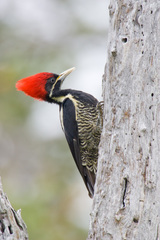 Lineated Woodpecker photo 3