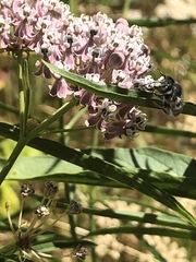 Megachile