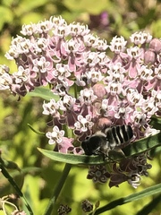 Megachile