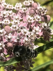 Megachile