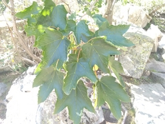 Acer opalus