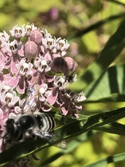 Megachile