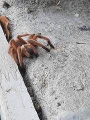 Aphonopelma moderatum