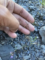 Boechera drepanoloba