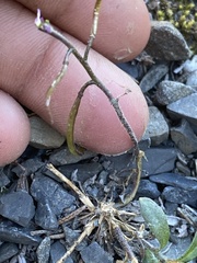 Boechera drepanoloba