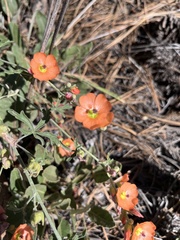 Sphaeralcea digitata