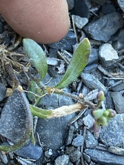 Boechera drepanoloba