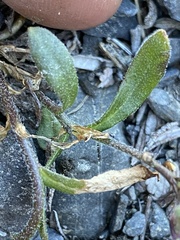 Boechera drepanoloba