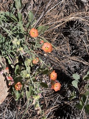 Sphaeralcea digitata