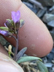 Boechera drepanoloba