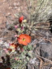 Sphaeralcea digitata