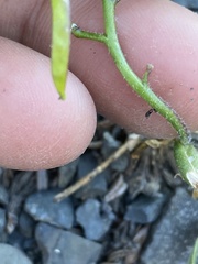 Boechera drepanoloba