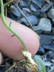 Boechera drepanoloba