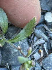 Boechera drepanoloba