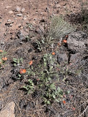 Sphaeralcea digitata