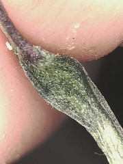 Boechera drepanoloba