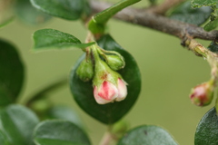 Cotoneaster acuminatus