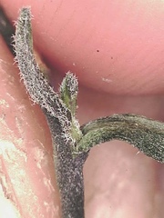 Boechera drepanoloba