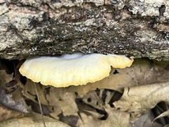 Crepidotus croceotinctus