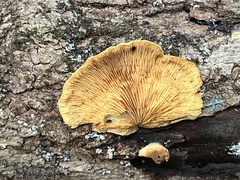 Crepidotus croceotinctus