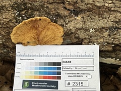 Crepidotus croceotinctus