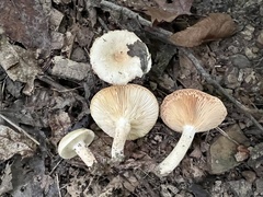 Lactarius fumosus