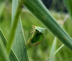 Stictocephala militaris