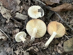 Lactarius fumosus