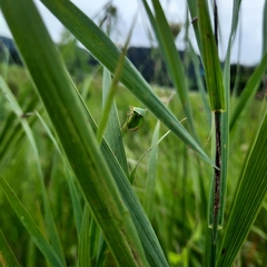 Stictocephala militaris
