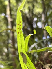 Lepisorus pseudoussuriensis
