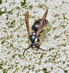 Vespula consobrina