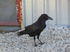 Corvus corax sinuatus