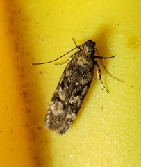 Chionodes pereyra