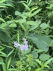 Phlox ovata