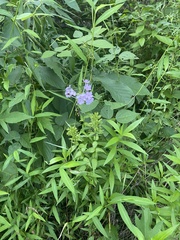 Phlox ovata