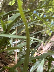 Lepisorus pseudoussuriensis