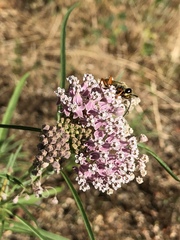Sphex ichneumoneus