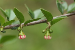 Cotoneaster acuminatus