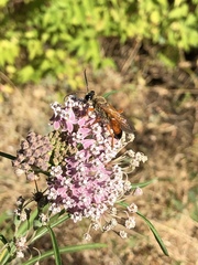 Sphex ichneumoneus
