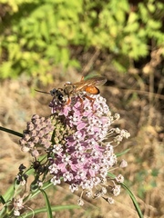 Sphex ichneumoneus