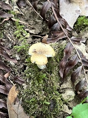 Russula amerorecondita