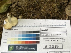 Russula amerorecondita