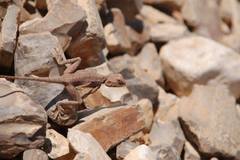 Pseudotrapelus sinaitus