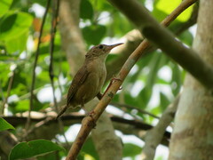 Troglodytes aedon striatulus