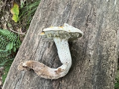 Hypomyces chlorinigenus