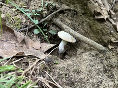 Hypomyces chlorinigenus