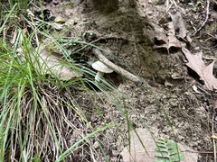 Hypomyces chlorinigenus